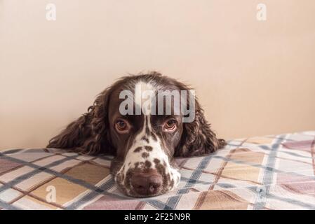 Hund mit niedlichen sentimentalen Augen legte es Maulkorb auf das Bett. Allein zu Hause bleiben, Hund Angst vor zu Hause gelassen zu werden Konzept Stockfoto