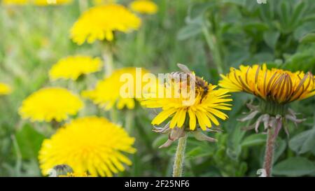 Löwenzahn Blume. Blumen im Garten am Frühlingstag. Blume für Dekoration und Landwirtschaft Konzept Design. Bunte Blume. Biene Stockfoto