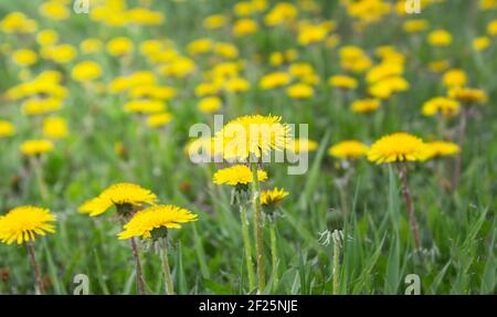 Löwenzahn Blume. Blumen im Garten am Frühlingstag. Blume für Dekoration und Landwirtschaft Konzept Design. Bunte Blume. Löwenzahnfeld Stockfoto