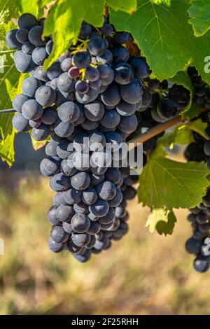 Trauben bereit zur Lese, Rhone Valley, Frankreich Stockfoto