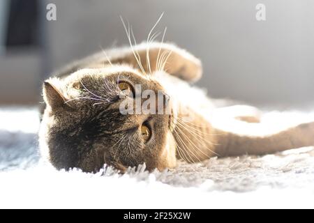 Eine niedliche lustige Katze liegt auf einem flauschigen Teppich im Haus unter den Sonnenstrahlen. Golden Ticked Fold Scottish Katze. Stockfoto