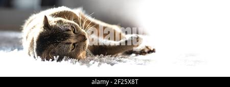 Eine niedliche lustige Katze liegt auf einem flauschigen Teppich im Haus unter den Sonnenstrahlen. Golden Ticked Fold Scottish Katze. Stockfoto