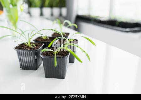 Set von jungen Blumensämlingen in Kunststoff-schwarzen Töpfen vor dem Verpflanzen auf weißem Tisch. Copyspace Stockfoto