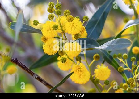 Acacia retinodes, die Silberakazie, ist eine mehrjährige, kosmopolitische Baumpflanzenart. Sie hat das ganze Jahr über Blumen. Einige gebräuchliche Namen sind gelbe Akazie Stockfoto