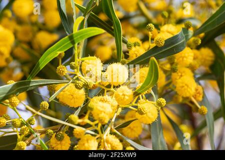 Acacia retinodes, die Silberakazie, ist eine mehrjährige, kosmopolitische Baumpflanzenart. Sie hat das ganze Jahr über Blumen. Einige gebräuchliche Namen sind gelbe Akazie Stockfoto