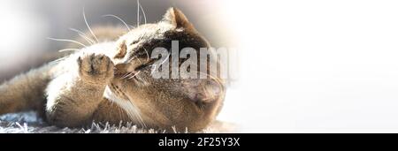 Eine niedliche lustige Katze liegt auf einem flauschigen Teppich im Haus unter den Sonnenstrahlen. Golden Ticked Fold Scottish Katze. Stockfoto