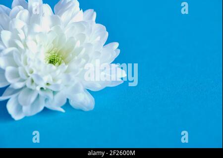Eine weiße Chrysantheme Blume auf blauem Hintergrund Stockfoto