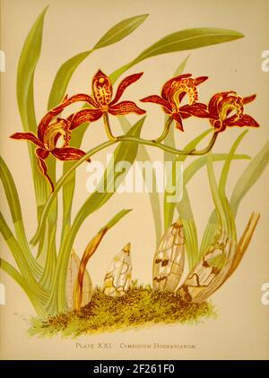 Harriet Stewart Miner's botanische Vintage Illustration von Orchids - The Königliche Pflanzenfamilie von 1885 - Cymbidium hookerianum Stockfoto