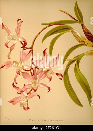 Harriet Stewart Miner's botanische Vintage Illustration von Orchids - The Königliche Familie der Pflanzen von 1885 - Laelia autumnalis Stockfoto