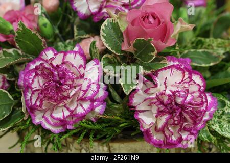 Blumenarrangement Nahaufnahme mit weißen Nelken mit lila Fransen und Rosa Rosen Stockfoto