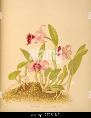 Harriet Stewart Miner's botanische Vintage Illustration von Orchids - The Königliche Familie der Pflanzen von 1885 - Laelia dayeana Stockfoto