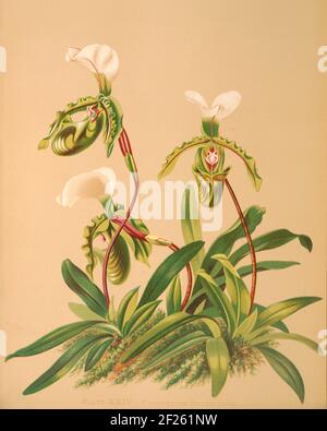 Harriet Stewart Miner's botanische Vintage Illustration von Orchids - The Königliche Pflanzenfamilie von 1885 - Cypripedium spicerianum Stockfoto