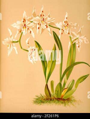 Harriet Stewart Miner's botanische Vintage Illustration von Orchids - The Königliche Pflanzenfamilie von 1885 - Odontoglossum alexandra Stockfoto