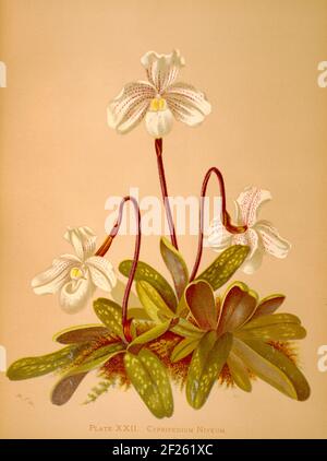 Harriet Stewart Miner's botanische Vintage Illustration von Orchids - The Königliche Pflanzenfamilie von 1885 - Cyripedium niveum Stockfoto