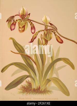 Harriet Stewart Miner's botanische Vintage Illustration von Orchids - The Königliche Pflanzenfamilie von 1885 - Cyripedium haynaldianum Stockfoto