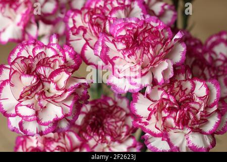 Blumen: Nahaufnahme von weißen Nelken mit violett umrandeten Blütenblättern Stockfoto