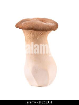 König Austernpilz isoliert auf weißem Hintergrund. Pleurotus eryngii Pilz. Stockfoto