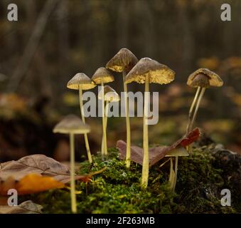 Eine Nahaufnahme von Pilzen, die im Wald wachsen Stockfoto