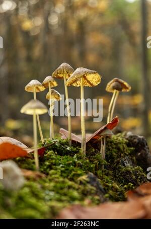 Eine Nahaufnahme von Pilzen, die im Wald wachsen Stockfoto