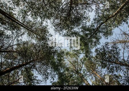 Baumspitze von unten geschossen.schöne Frühling Sommer Saison Konzept Kopie Raum.natürlicher Hintergrund.Evergreen Wald Panoramablick.Zweige mit Blättern Stockfoto