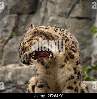 Ein Fleischfresser Gepard im Deutschen Zoo Stockfoto