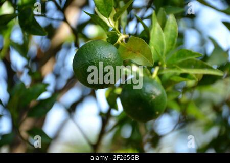 Eine Nahaufnahme von reifen grünen Orangen, die an einem hängen Verzweigung Stockfoto