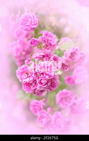 Eine anmutige Nahaufnahme von Rosa ‘Super Fairy’, einer wandernden Rose mit zahlreichen hellrosa Rosettenblüten mit einer rosa Vignette. Wiederholen Sie die Blüte Stockfoto