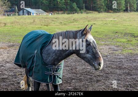 Porträt eines schönen Apfel grau gefärbten Pferd trägt grüne Pferdedecke. Stockfoto