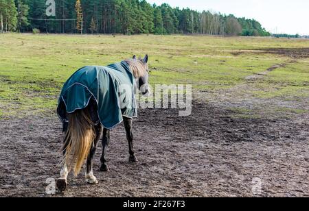 Dapple grau gefärbtes Pferd trägt grüne Pferdedecke Stockfoto