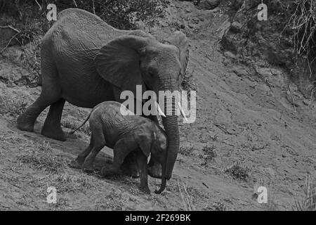 Afrikanische Elefant Loxodonta africana mit jungen 13491 BW