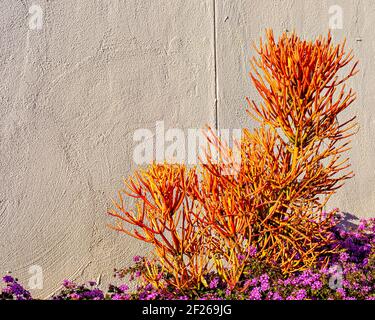 Feuerstock Kaktus wächst im Garten von lila Blumen gegen weiße Stuckwand. Stockfoto