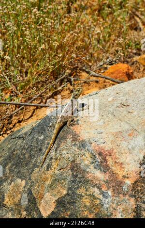 Southern Cape Agama Lizard im Jonkershoek Nature Reserve, Stellenbosch Stockfoto
