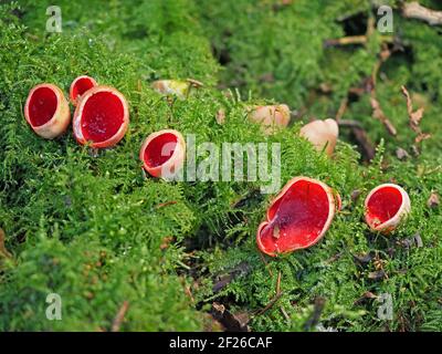 Hellroter Scarlet Elf-Cup Pilz (Sarcoscypha coccinea) mit Eis in Tassen wächst in moosigen Waldboden des Winterwaldes in Cumbria, England, Großbritannien Stockfoto