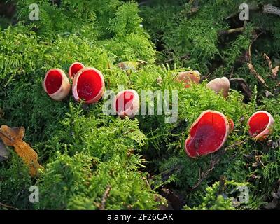 Hellroter Scarlet Elf-Cup Pilz (Sarcoscypha coccinea) mit Eis in Tassen wächst in moosigen Waldboden des Winterwaldes in Cumbria, England, Großbritannien Stockfoto