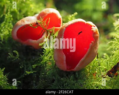 Hellroter Scarlet Elf-Cup Pilz (Sarcoscypha coccinea) mit Eis in Tassen wächst in moosigen Waldboden des Winterwaldes in Cumbria, England, Großbritannien Stockfoto