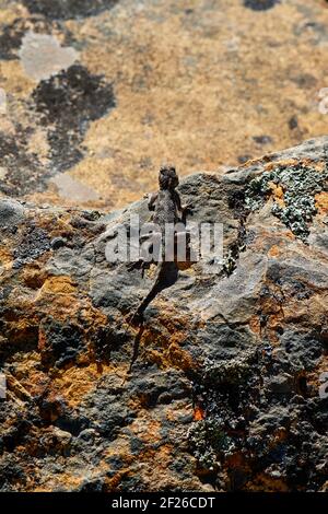 Südliches Kap Agama Lizard Sonnen im Jonkershoek Nature Reserve Stockfoto