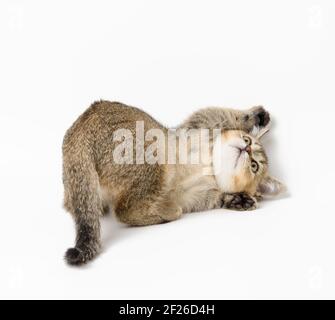 Kätzchen golden getickt britische Chinchilla gerade auf weißem Hintergrund. Die Katze lügt Stockfoto