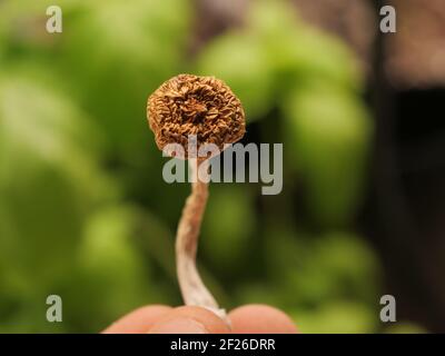 'golden Teacher' Zauberpilz Nahaufnahme Stockfoto