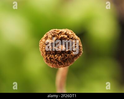 'golden Teacher' Zauberpilz Nahaufnahme Stockfoto