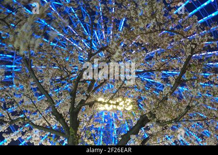 Kirschblüten und Cosmo Uhr Stockfoto