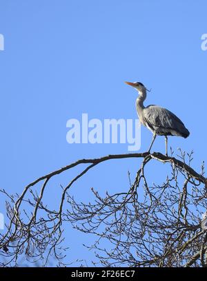 Graureiher (Ardea cinerea) in einem Baum im St James's Park, London. März Stockfoto