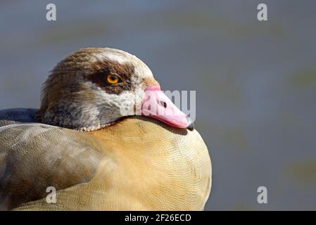 Egyptian Goose (Alopochen aegyptiaca) St James's Park, London, Großbritannien. März Stockfoto