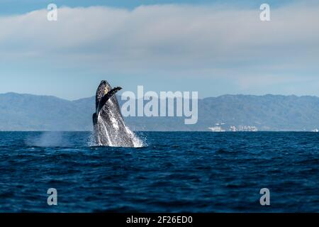 Glückliche Wale brechen in blauen Gewässern des Pazifischen Ozeans in Bahia de Banderas mit Bergen hinter während der Brutzeit in Puerto Vallarta, Mexiko Stockfoto