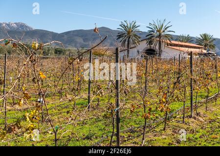 Herbstweingarten mit weißem Haus im Valle de Guadalupe - prominente Weinbaugebiete der Baja Halbinsel, Mexiko Stockfoto