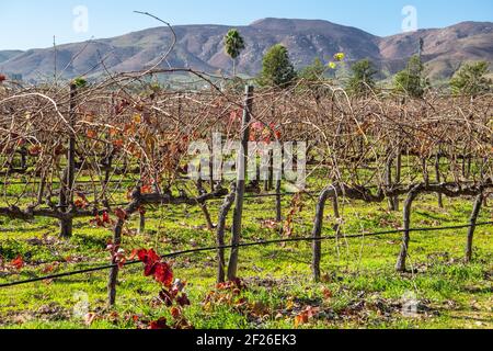 Weinberg im Valle de Guadalupe - prominente Weinbauregion Der Baja Halbinsel Stockfoto