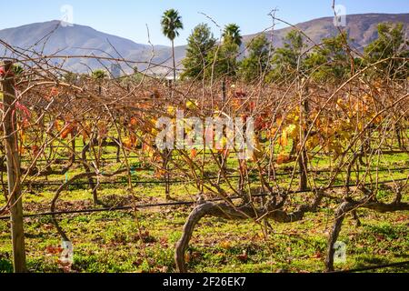 Weinberg im Valle de Guadalupe - prominente Weinbauregion Der Baja Halbinsel Stockfoto