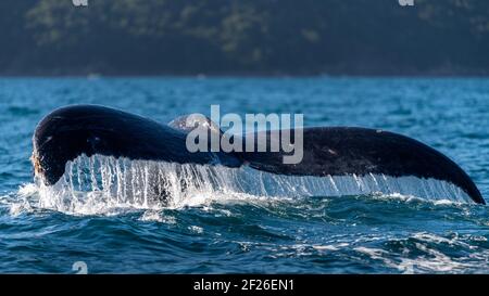 Buckelwale schwänzen über dem blauen Wasser des Pazifischen Ozeans während der Walbeobachtung in Puerto Vallarta, Bahia de Banderas, Mexiko Stockfoto