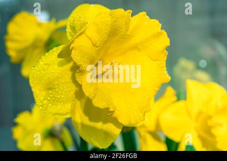 Nahaufnahme der gelben Narzissen-Narzissen-Blume in der Sonne. Makrofoto. Grüner unscharfer Hintergrund Stockfoto