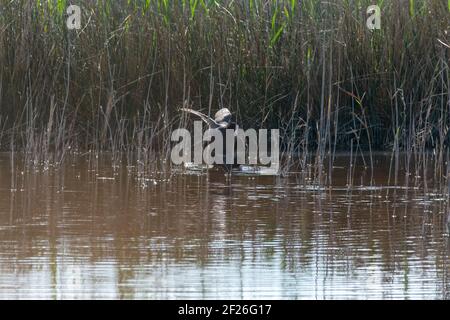 Gemeiner Ruß, wilder Vogel in einem See, mit Schilf und Schilf, Paarung im frühen Frühjahr, natürliches Leben, Fulica atra, Stockfoto