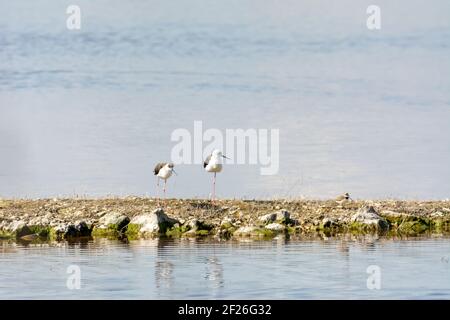 Wasservogel, watend, wild in einem See, Fütterung auf der Suche nach kleinen Krebstieren Himantopus himantopus Stockfoto